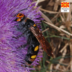 Megascolia maculata maculata