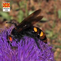 Megascolia maculata maculata