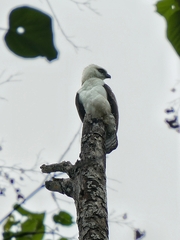 Nisaetus lanceolatus