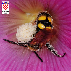 Megascolia maculata maculata