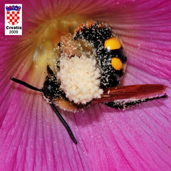 Megascolia maculata maculata