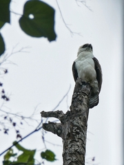 Nisaetus lanceolatus
