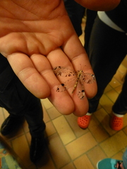 Dendroleon pantherinus