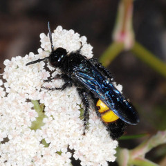 Scolia hirta