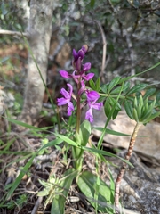 Orchis olbiensis