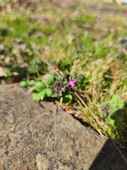Lamium amplexicaule