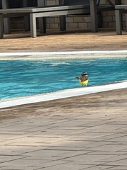 Megarynchus pitangua