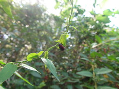 Freudeita cupripennis