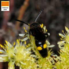 Scolia hortorum