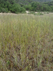 Symphyotrichum subulatum squamatum