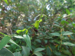 Freudeita cupripennis