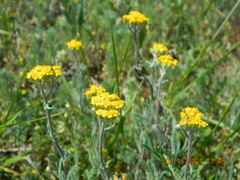Tanacetum