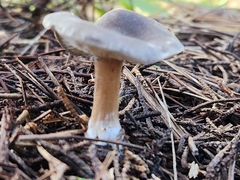 Melanoleuca melaleuca