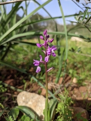 Orchis olbiensis