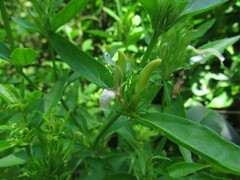 Poikilacanthus glandulosus