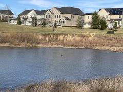 Branta canadensis parvipes