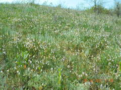Astragalus ucrainicus