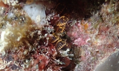 Pycnoclavella aurilucens