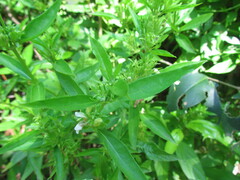 Poikilacanthus glandulosus