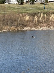 Branta canadensis parvipes