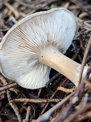 Melanoleuca melaleuca