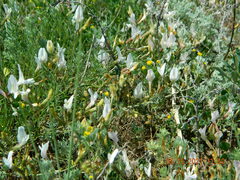 Astragalus ucrainicus