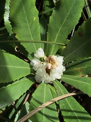 Anopterus glandulosus