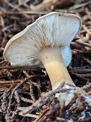 Melanoleuca melaleuca