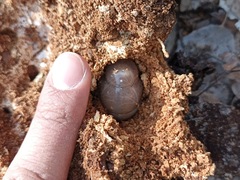 Lucanidae