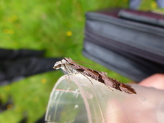 Aplocera praeformata