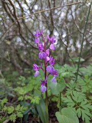 Orchis olbiensis