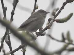 Leiothlypis virginiae