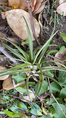 Tillandsia utriculata