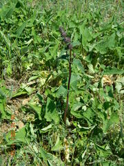Phlomoides tuberosa