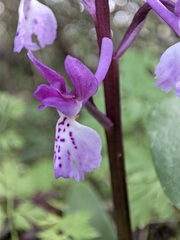 Orchis olbiensis