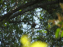 Pachyramphus polychopterus