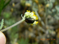 Chrysolina marginata