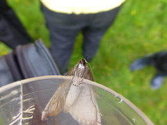 Aplocera praeformata