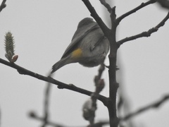 Leiothlypis virginiae