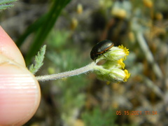 Chrysolina marginata