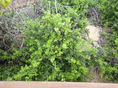 Robsonodendron maritimum
