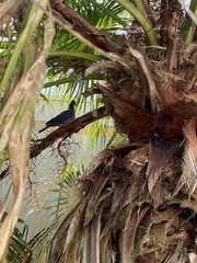 Patagioenas squamosa