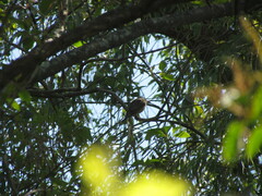 Pachyramphus polychopterus