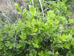Robsonodendron maritimum