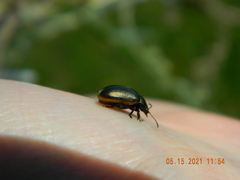 Chrysolina marginata