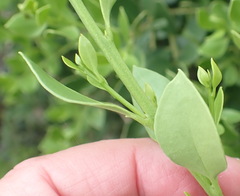 Robsonodendron maritimum