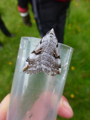 Aplocera praeformata