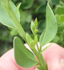 Robsonodendron maritimum