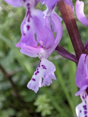Orchis olbiensis