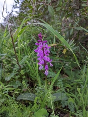 Orchis olbiensis